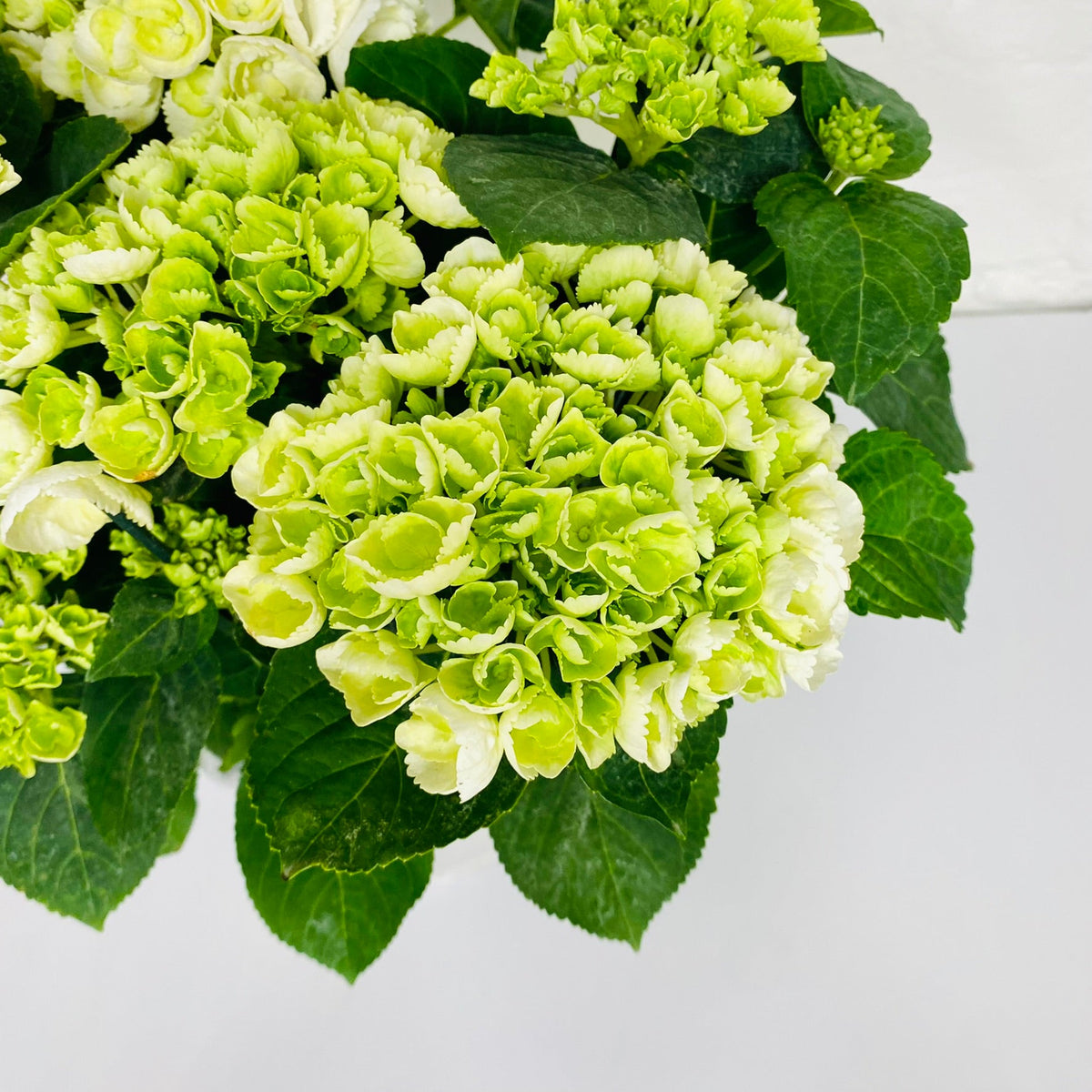 Plants - Chobham Flowers 