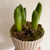 White Hyacinth Bulbs in Stone Pot | Bulb Planter
