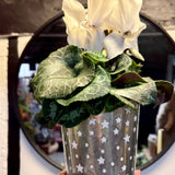 Cyclamen Plant in Star Pot | Flowering Plant