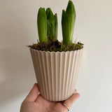White Hyacinth Bulbs in Stone Pot | Bulb Planter