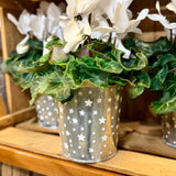 Cyclamen Plant in Star Pot | Flowering Plant