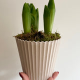 White Hyacinth Bulbs in Stone Pot | Bulb Planter