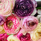 Ranunculus Cappuccino |  Spring Flower Bunch