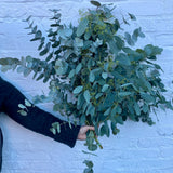 Eucalyptus Mix | Foliage Bunch | Christmas Foliage