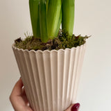 White Hyacinth Bulbs in Stone Pot | Bulb Planter
