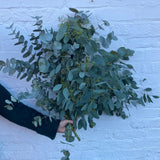 Eucalyptus Mix | Foliage Bunch | Christmas Foliage