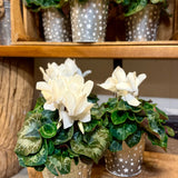 Cyclamen Plant in Star Pot | Flowering Plant