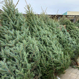 Christmas Tree 4/5ft